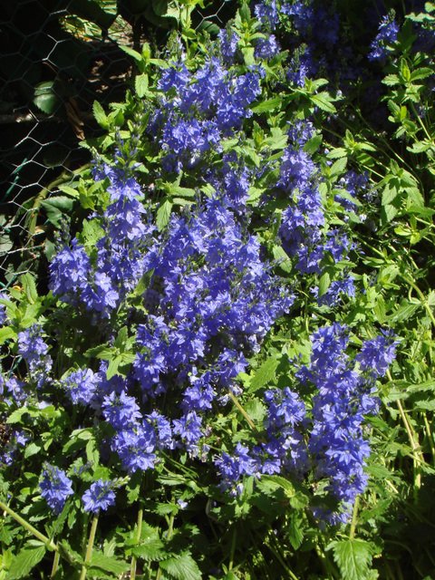 Veronica austriaca 'Royal Blue'